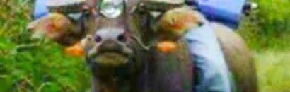 شاهد بالصور.. أشخاص تحدوا المستحيل بأطرف الصور 17 أشخاص تحدوا المستحيل بأطرف الصور6