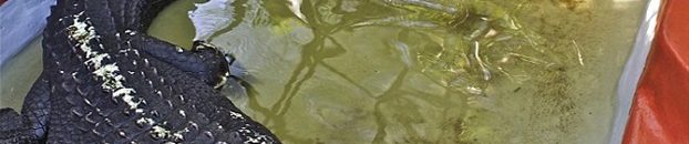 تمساح عملاق يعيش مع عائلة وكأنه واحد منها 10 أكبر تمساح في العالم بأستراليا1