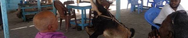 غنماية (ماعز) في السودان تحقق شهرة واسعة ببراعتها في شرب المياه الغازية 11 غنماية2