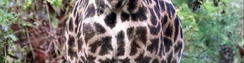 لقطة لزرافة بدون رقبة طويلة تثير ضجة على الإنترنت