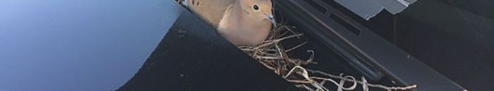 ماذا فعل ضباط شرطة مع حمامة بنت عش فوق سيارتهم