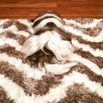 شاهد.. بالصور تطابق الحيوانات مع الأثاث تثير ضجة عبر الإنترنت 5 1 1