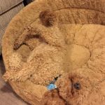 شاهد.. بالصور تطابق الحيوانات مع الأثاث تثير ضجة عبر الإنترنت 4 2