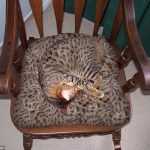 شاهد.. بالصور تطابق الحيوانات مع الأثاث تثير ضجة عبر الإنترنت 3 3