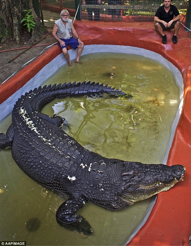 أكبر تمساح في العالم بأستراليا1
