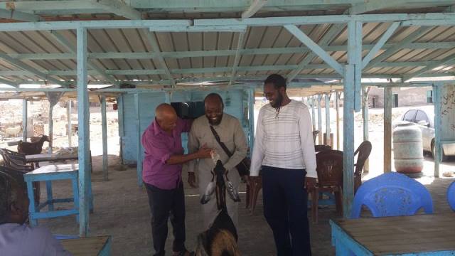 غنماية (ماعز) في السودان تحقق شهرة واسعة ببراعتها في شرب المياه الغازية 2 غنماية1