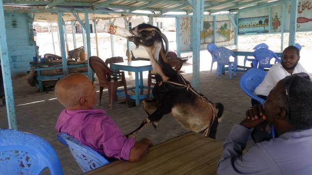 غنماية (ماعز) في السودان تحقق شهرة واسعة ببراعتها في شرب المياه الغازية 1 غنماية2