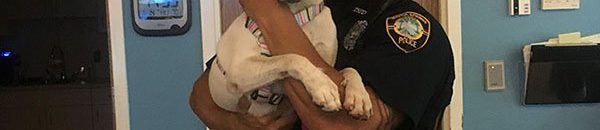 الشرطة الأمريكية تعتقل كلبةً للاشتباه في كونها خطيرة1