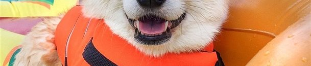 بالفيديو .. الكلب بودي .. عارض أزياء يحقق 140 ألف جنيه إسترليني سنويا 10 الكلب الأكثر سعادة في العالم