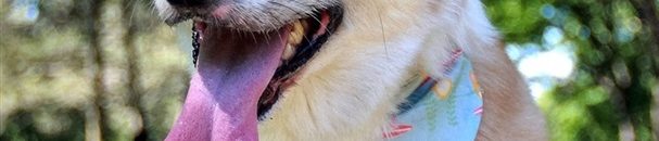 الكلب الأكثر سعادة في العالم2