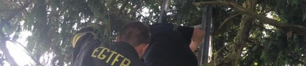 امرأة تحشر نفسها في شجرة أثناء لعب «بوكيمون»