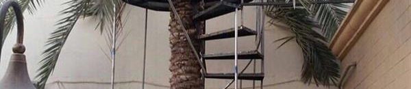 صورة: سعودي يبتكر طريقة تُمكّن والدته من مواصلة هوايتها في جني التمور 10 سعودي