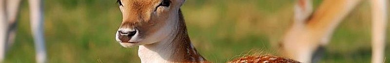 ضبط متهمين أجانب وسودانيين بعمليات صيد جائر 10 غزال