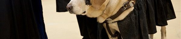 بدانة البشر والكلاب.. دراسة مثيرة تكشف عاملا مشتركا 10 كلب يحصل على درجة الماجستير