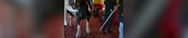 شاهد بالصور .. عجوز يقتحم مطعما فى بريطانيا على ظهر حصان 13 36697FA800000578 3697328 image a 29 1468931829325