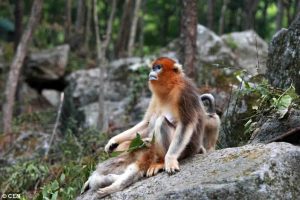 شاهد بالصور.. قرد يرفض التخلي عن طفله بعد وفاته 3 قرد يرفض التخلي عن طفله بعد وفاته