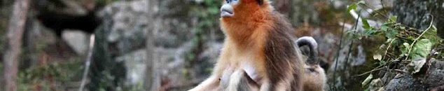 هذه القردة تتذكر الأشياء مثل الإنسان 10 874