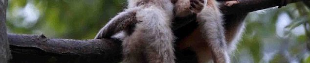 العثور على فتاة تعيش وسط القرود وتمشي على أربع 10 878