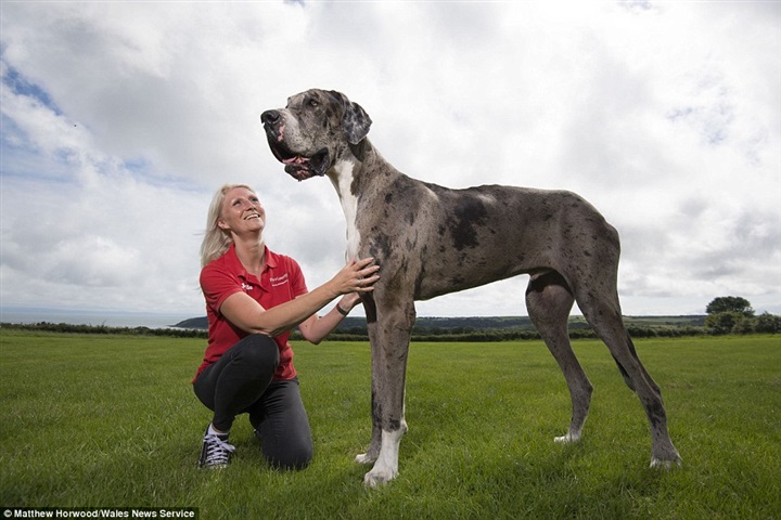 اطول كلب في العالم