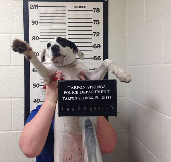 شاهد بالصور: الشرطة الأمريكية تعتقل كلبةً للاشتباه في كونها خطيرة 2 الشرطة الأمريكية تعتقل كلبةً للاشتباه في كونها خطيرة