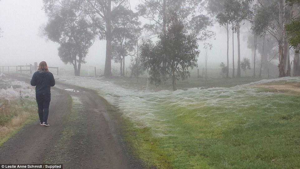 |شاهد| فتاة تكتشف مكانًا يثير الرعب خلف شباك عنكبوت: كانت تبحث عن «البوكيمون» 2 فتاة تكتشف مكانًا يثير الرعب خلف شباك عنكبوت