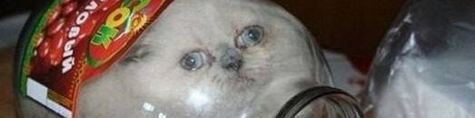 أغرب الصور الملتقطة حول العالمأغرب الصور الملتقطة حول العالم1