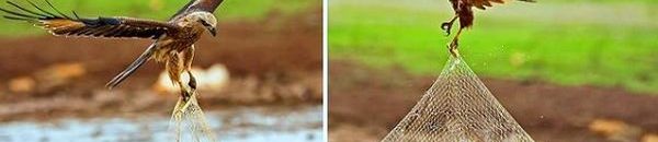 بالفيديو .. صياد يطارد سمكة فرت من سنارته 10 صور للطائر الذي وصفه الرسول بفاسق وهو يسرق سمك الصياد