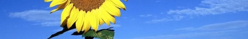 احجام عن زراعة زهرة الشمس بمشروع الرهد تخوفاً من انعدام مياه الري 10 عباد الشمس زهرة الشمس