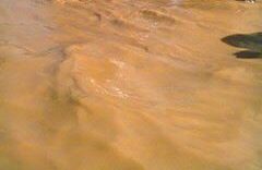 فيضان سيول e1752266852642