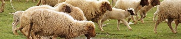 قطيع الاغنام