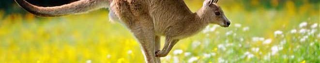 بالفيديو .. قتال عنيف بين كنجارو ومدربيه على شاشة التليفزيون 10 كنجر