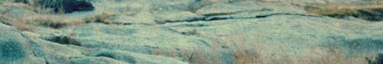 هل تستطيع إيجاد الفهد في هذه الصورة