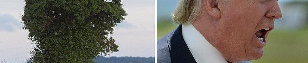 شعر ترامب .. حقيقي أم باروكة؟ 10 36BE841900000578 0 image a 7 1469965405610