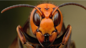 الحشرة القاتلة