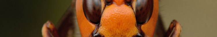 لماذا يخاف بعض الناس من الصراصير؟...هذا الجواب النهائي للعلماء 10 57ada0afc36188db778b462d