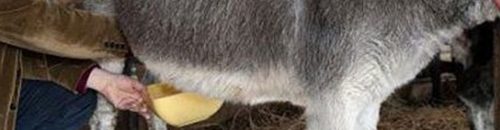 مفاجأة..سر جمال كليوباترا يكمن في استخدامها للبن الحمير 10 79