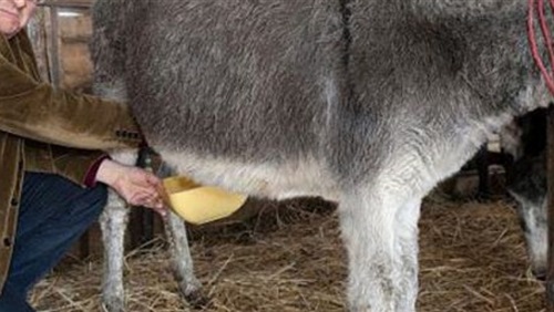 مفاجأة..سر جمال كليوباترا يكمن في استخدامها للبن الحمير 1 79