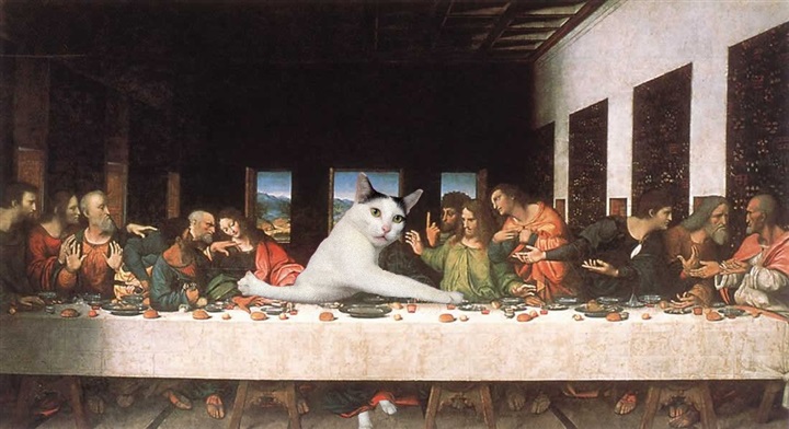 شاهد بالصور.. قطة تحرج نفسها تثير ضجة كبيرة على الإنترنت 1 قطة تحرج نفسها تثير ضجة كبيرة على الإنترنت