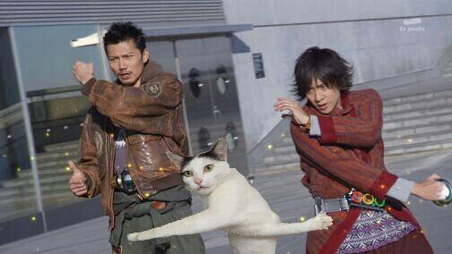 شاهد بالصور.. قطة تحرج نفسها تثير ضجة كبيرة على الإنترنت 3 قطة تحرج نفسها تثير ضجة كبيرة على الإنترنت1