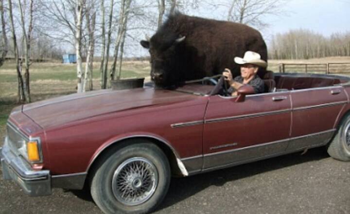 لقطات صادمة لأشخاص يتنزهون مع حيوانات مفترسة1