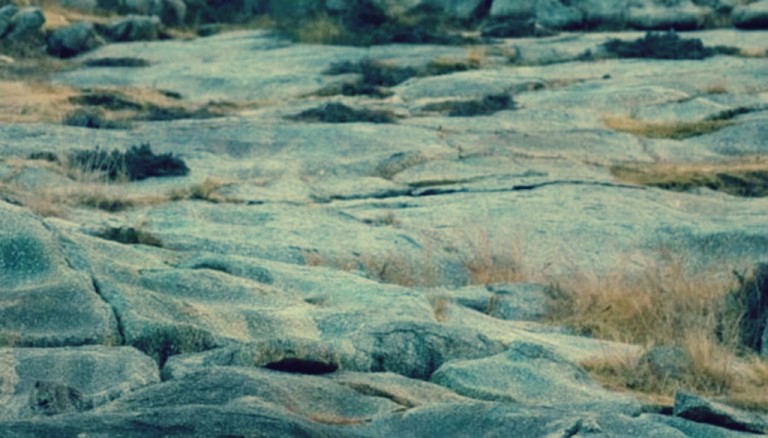 هل تستطيع إيجاد الفهد في هذه الصورة