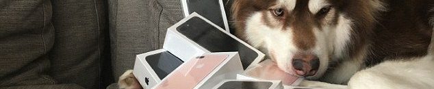 كلب آلي يقدم أملا لكبار السن ومن يعانون العته 10 ابن ملياردير صيني يشتري ثمانية أجهزة آيفون 7 لكلبه