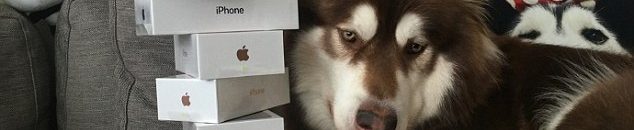 بالصور .. ثروات أطفال ألبانيا تجعل أغنياء العالم يشعرون بالخجل 12 ابن ملياردير صيني يشتري ثمانية أجهزة آيفون 7 لكلبه1