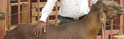 علماء من السودان ينجحون في تزاوج خراف سودانية مع برازيلية 11 حمري برازيلي2