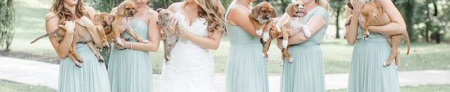 بالفيديو .. فتاة تخطف العروس من يد العريس وتحملها 10 عروس تستبدل باقات الورود بالكلاب في حفل زفافها