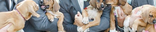 بالفيديو .. شقيق عروس ينتزع صيحات صديقاتها بعناقه وحمله لها 10 عروس تستبدل باقات الورود بالكلاب في حفل زفافها2