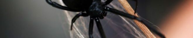 جامعة أمريكية تحذف مقالا بشأن "كائنات أشبه بالحشرات" على المريخ 10 عنكبوت