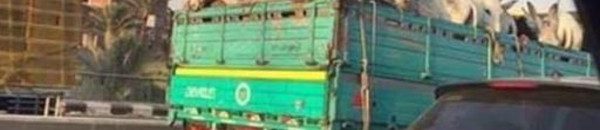 شاهد بالصورة .. لماذا ذهبت هذه الحمير إلى القاهرة؟ 11 لماذا ذهبت هذه الحمير إلى القاهرة؟