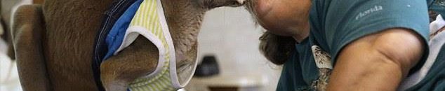 بالفيديو .. بعد "هارفي"..مشهد مؤثر يجمع مزارع بحيواناته 10 473