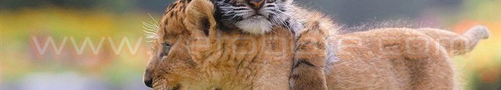 بالفيديو.. 12 مليون مشاهدة لمعركة شرسة بين أسد ونمر 10 60